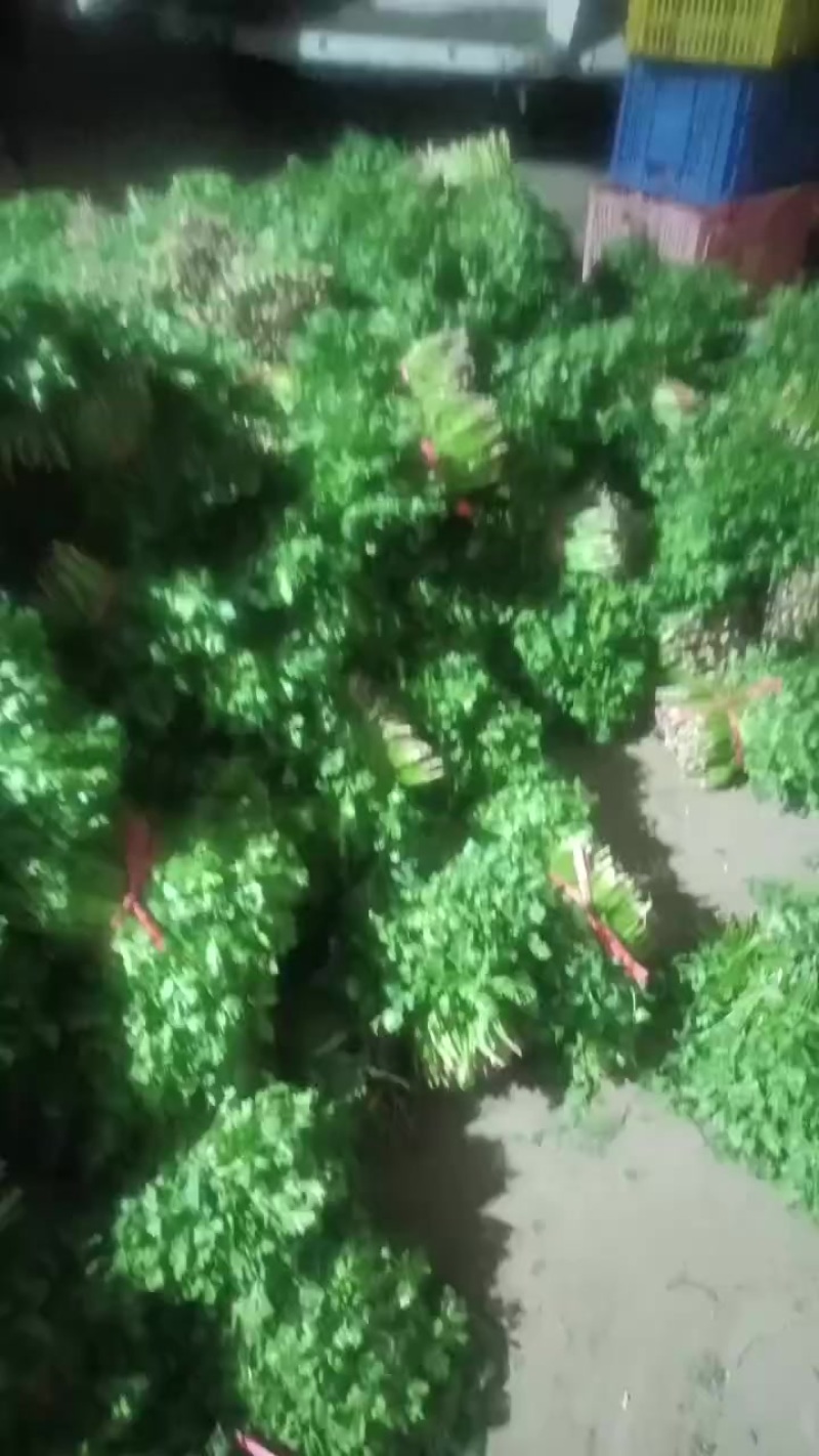 香菜