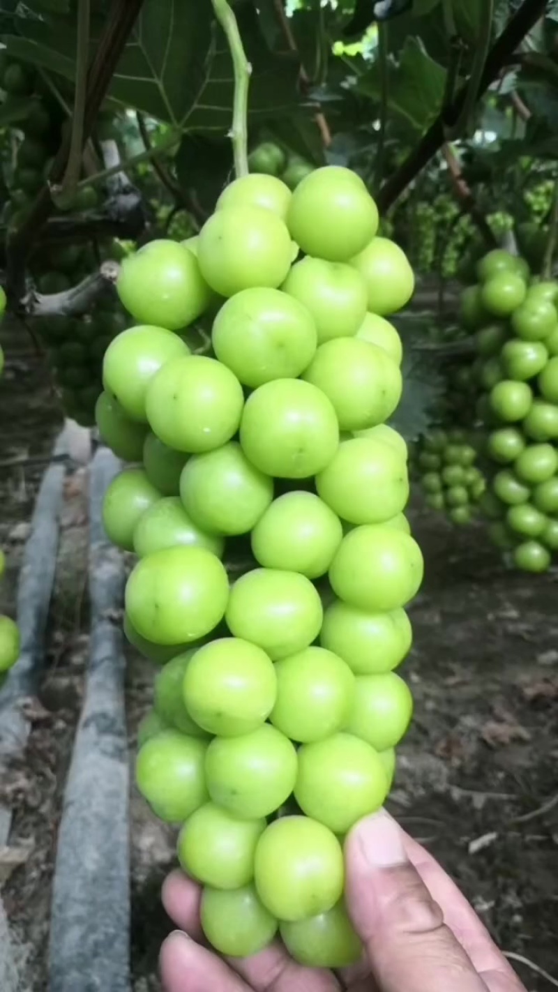 澧县阳光玫瑰产地代收代发