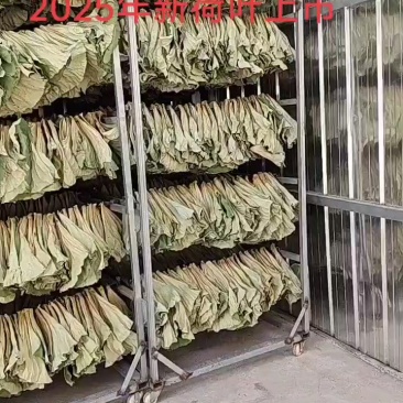 2025新荷叶