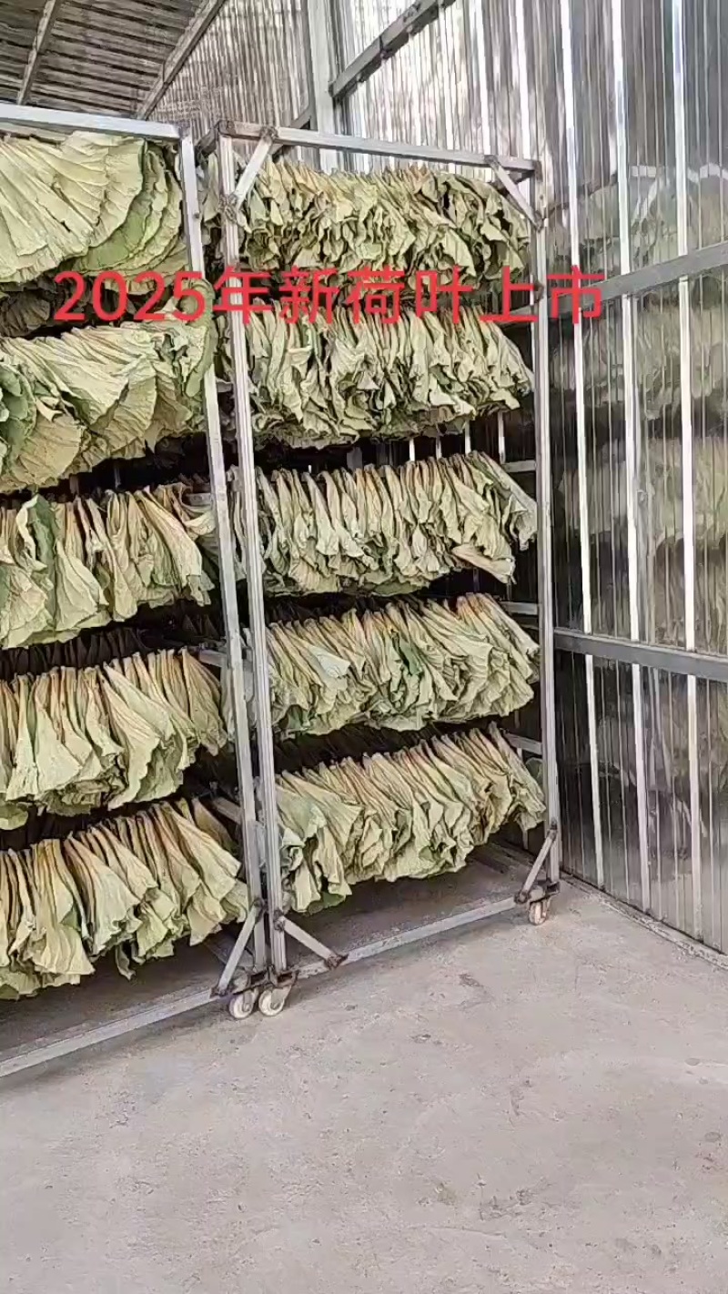 2025新荷叶