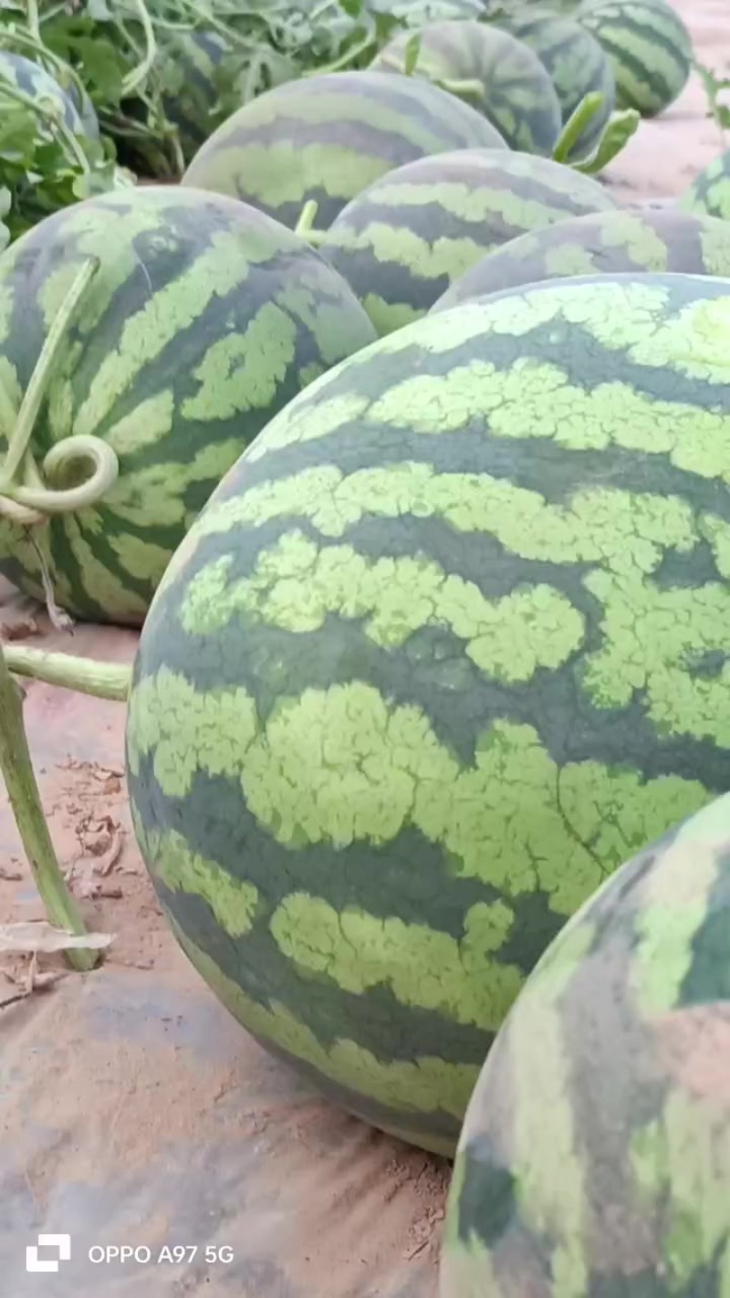 美都西瓜头茬高次有需要的客商请联系