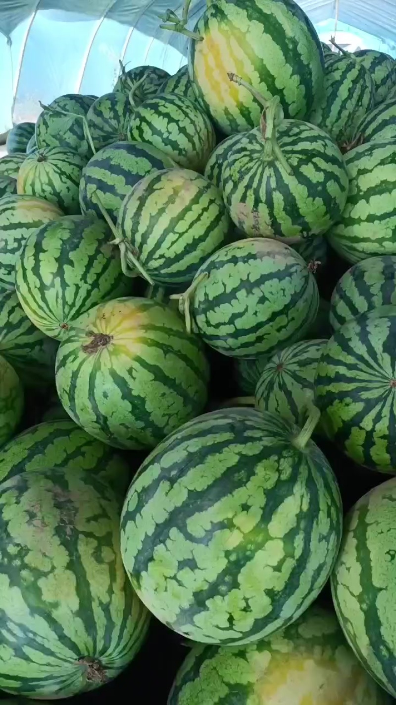 美都西瓜头茬高次有需要的客商请联系