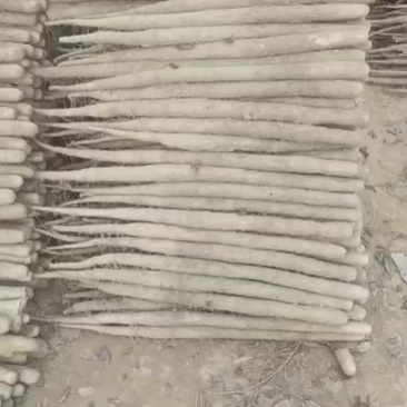 河南内黄县山药