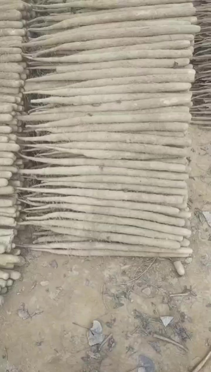 河南内黄县山药