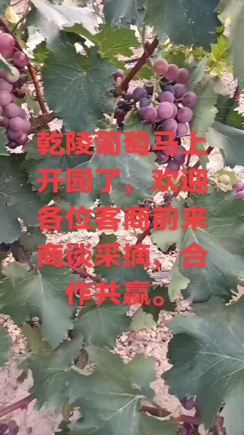 乾陵葡萄开园了