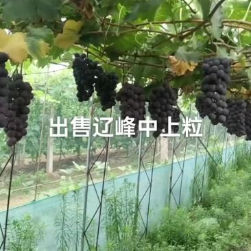 辽峰葡萄