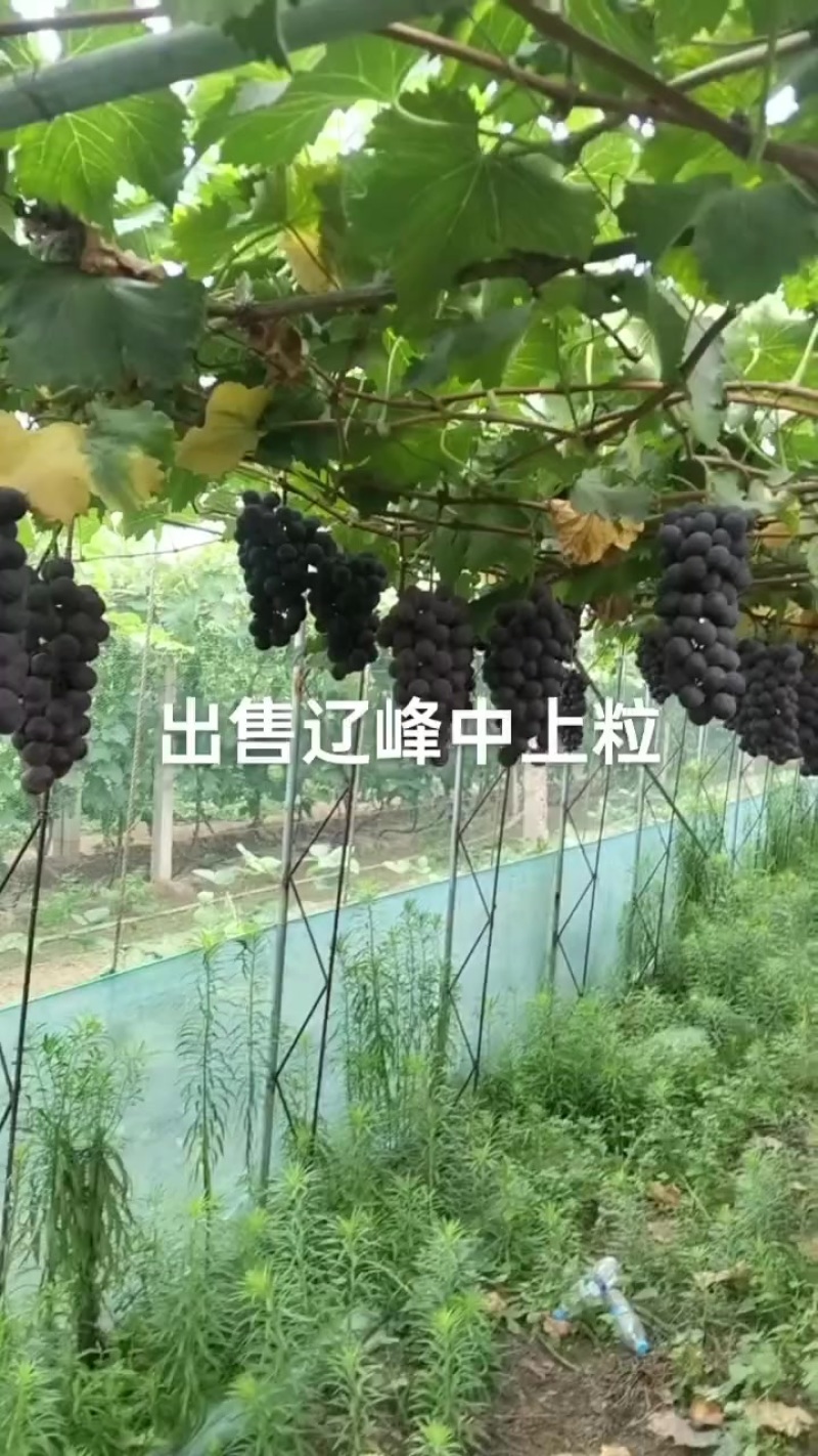 辽峰葡萄