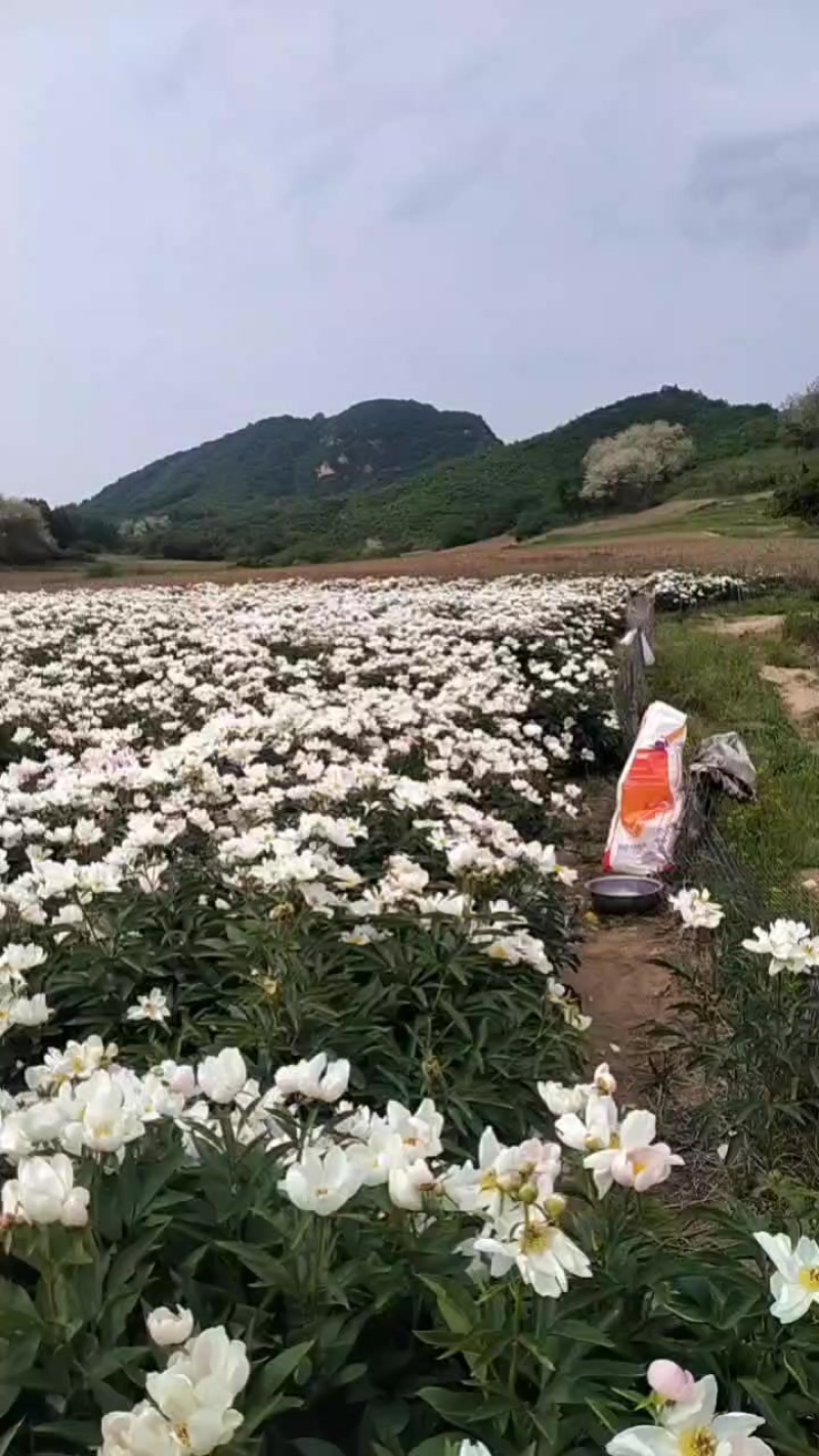 赤芍角
