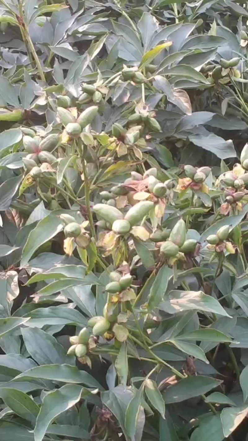 赤芍角