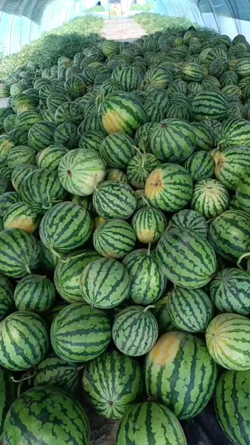 美都无籽西瓜高次