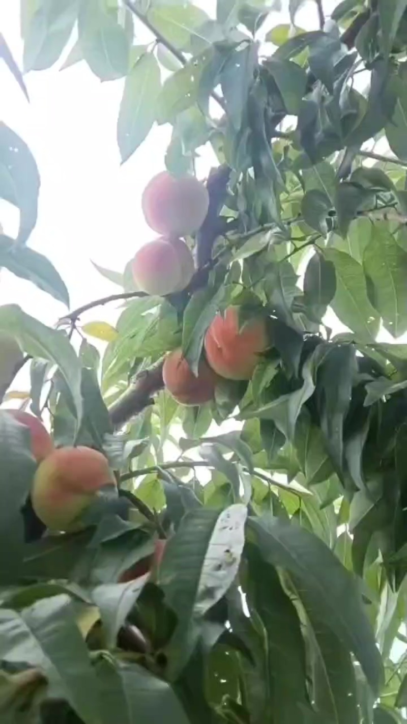 苹果桃出园。价格实惠。口感你说了算。