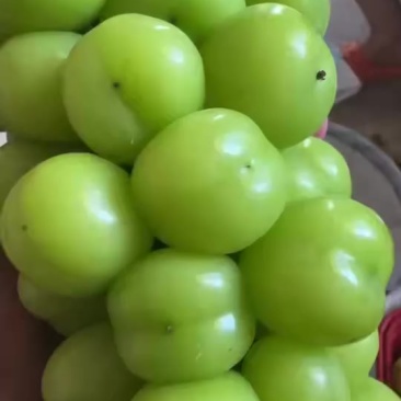 阳光玫瑰