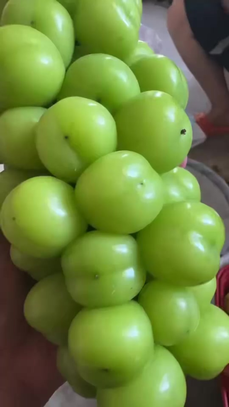 阳光玫瑰