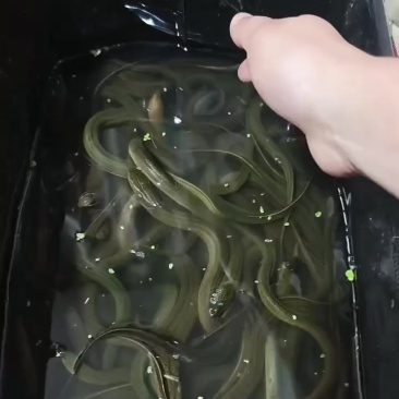 鳝鱼