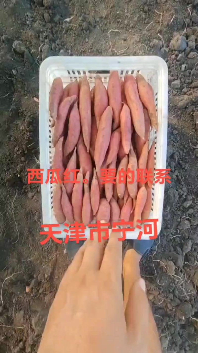 西瓜红