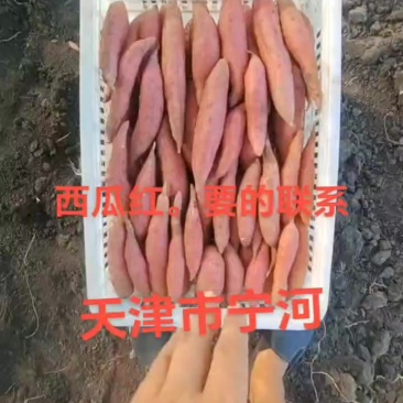 西瓜红