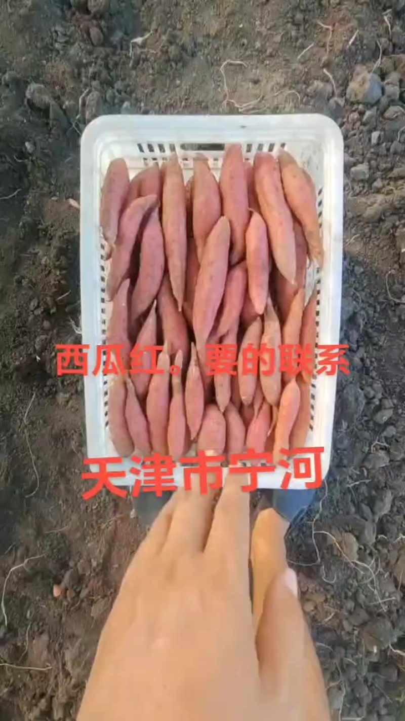 西瓜红