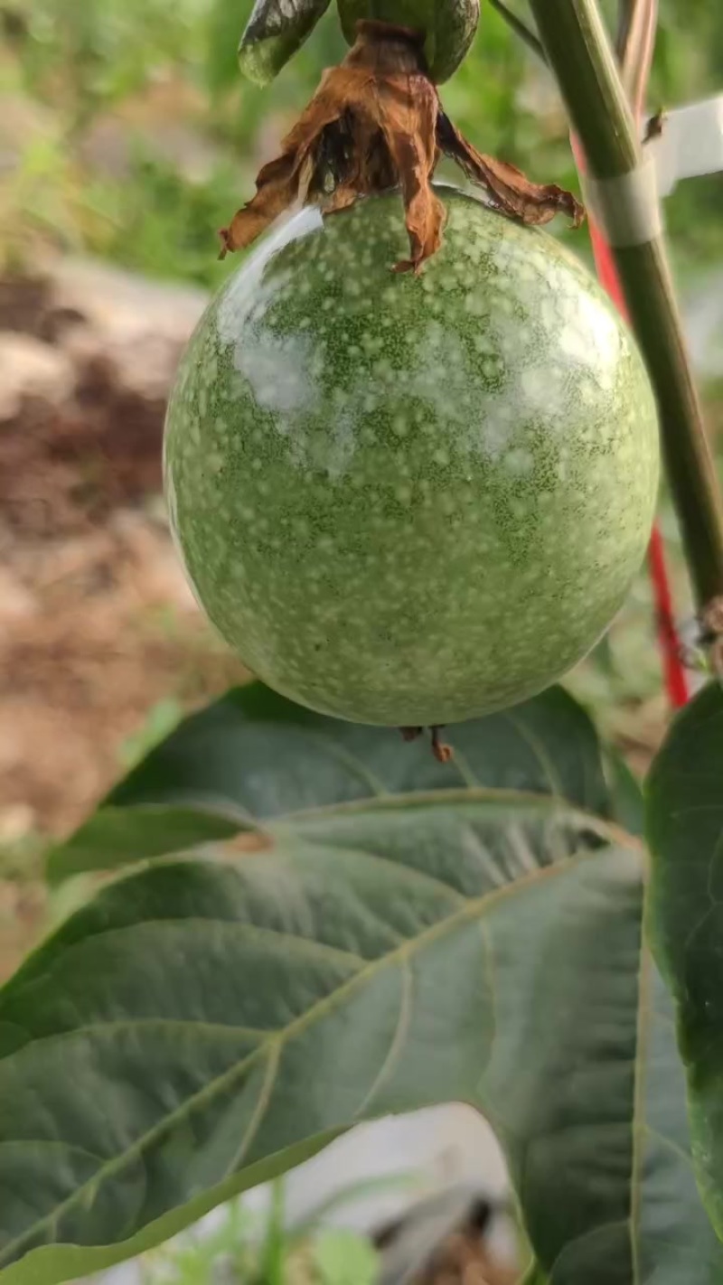 百香果