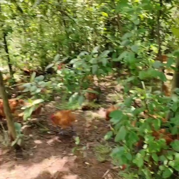 散养土鸡，纯粮食喂养