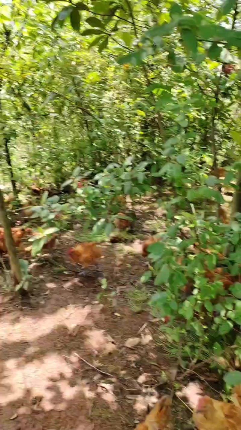 散养土鸡，纯粮食喂养