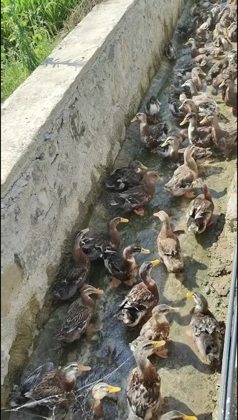 鸭子