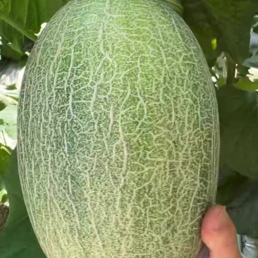 哈密瓜