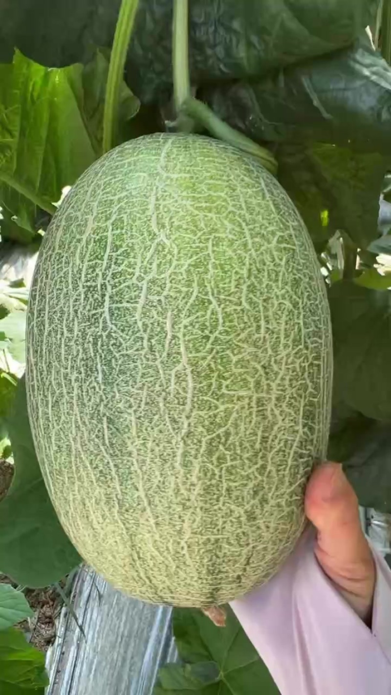 哈密瓜