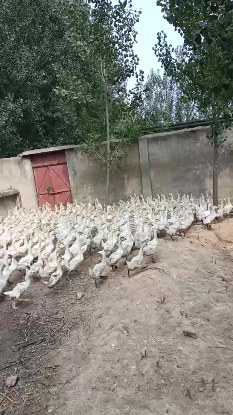 精品三花脱温鹅