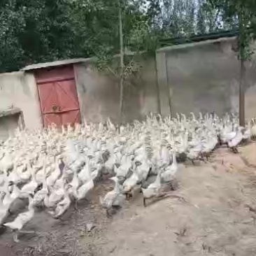 精品三花脱温鹅