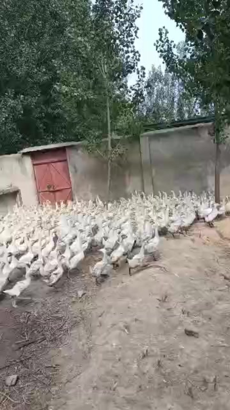 精品三花脱温鹅