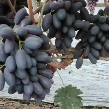 饶阳葡萄