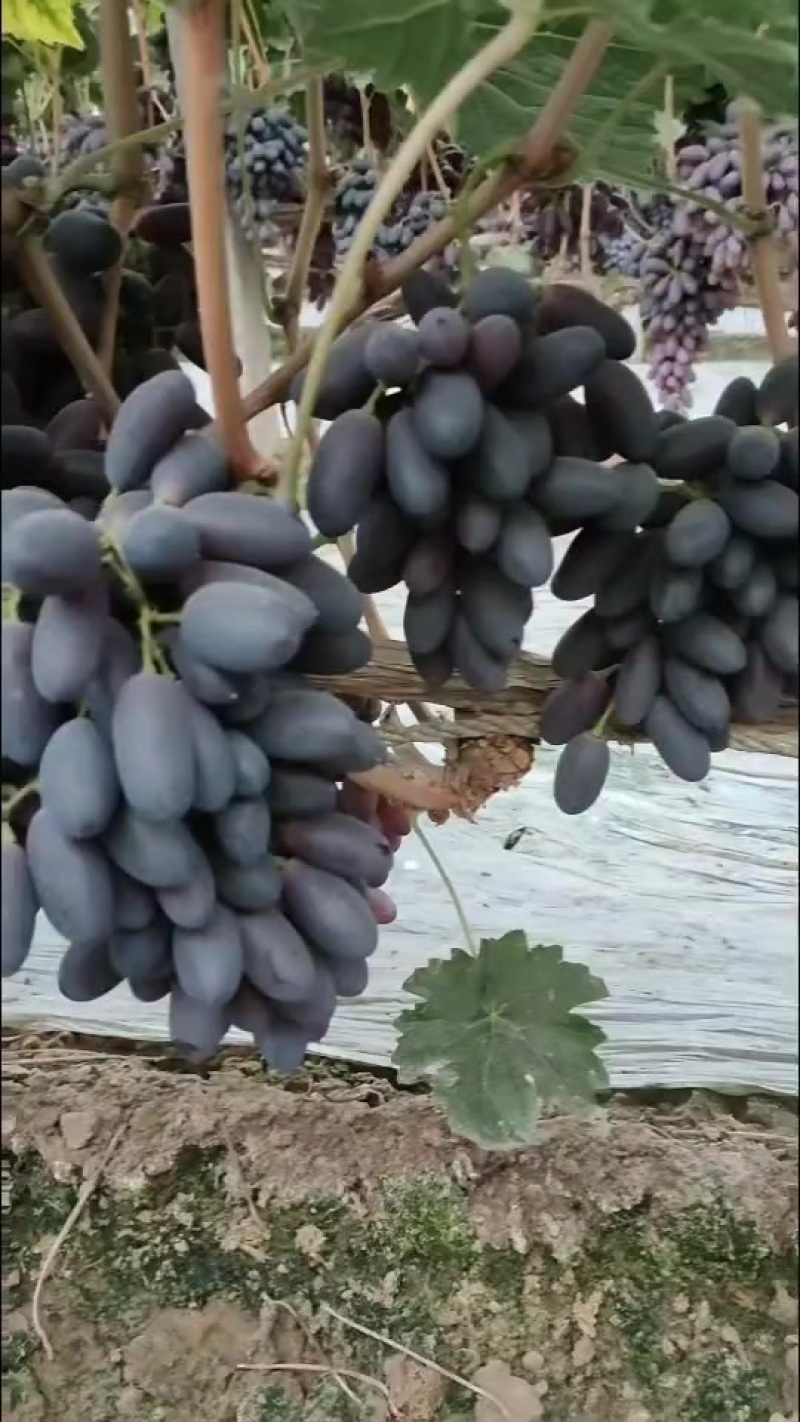 饶阳葡萄