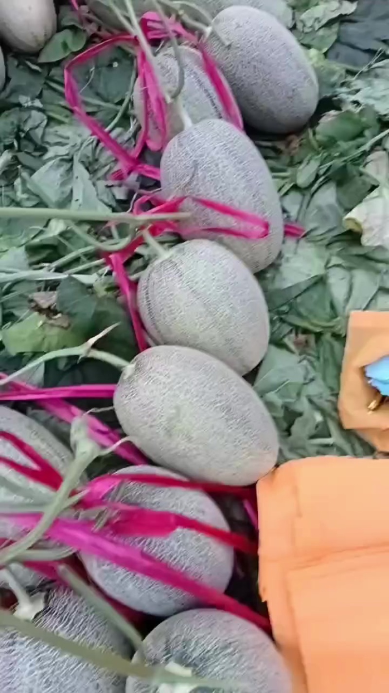 哈密瓜