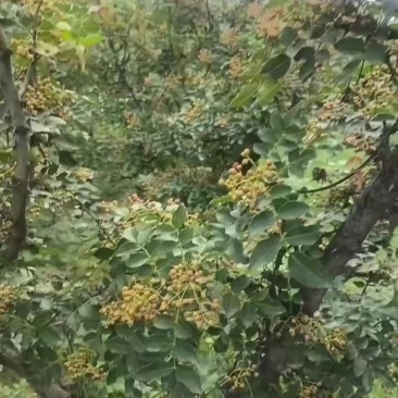 花椒