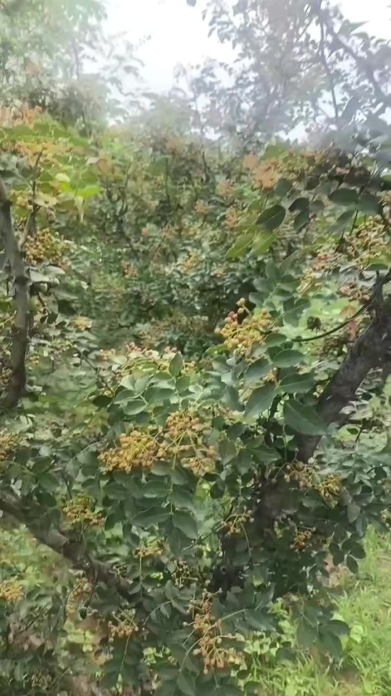 花椒