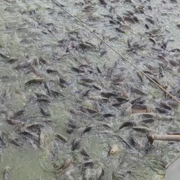 香桂鱼