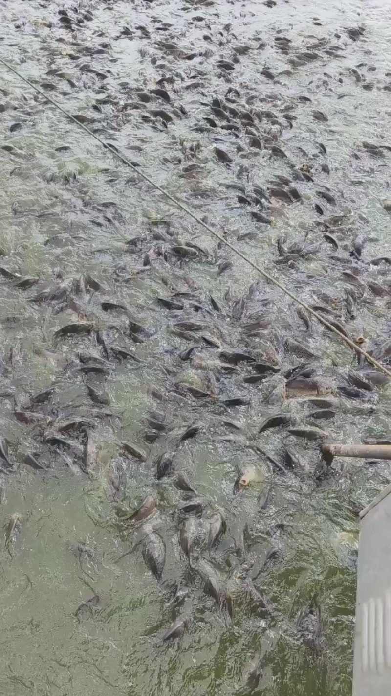 香桂鱼