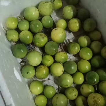 广西百香果