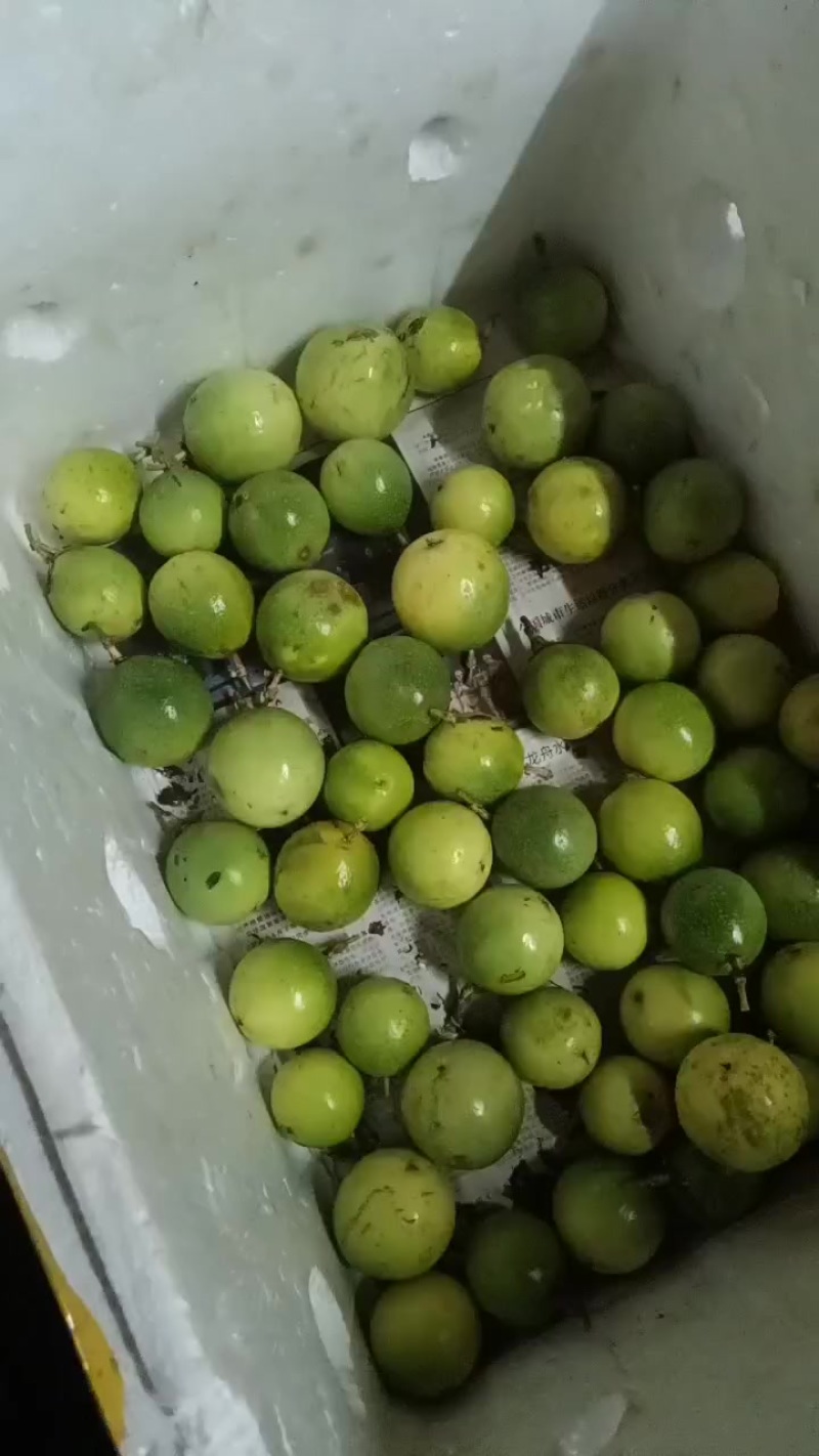广西百香果