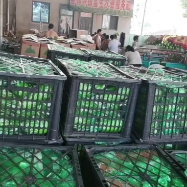 精品青茄子价格实惠