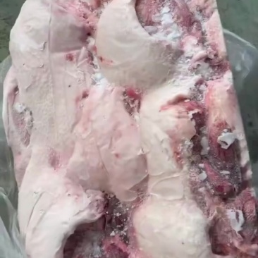 母猪去皮槽头一车新货