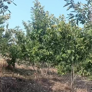 信阳板栗