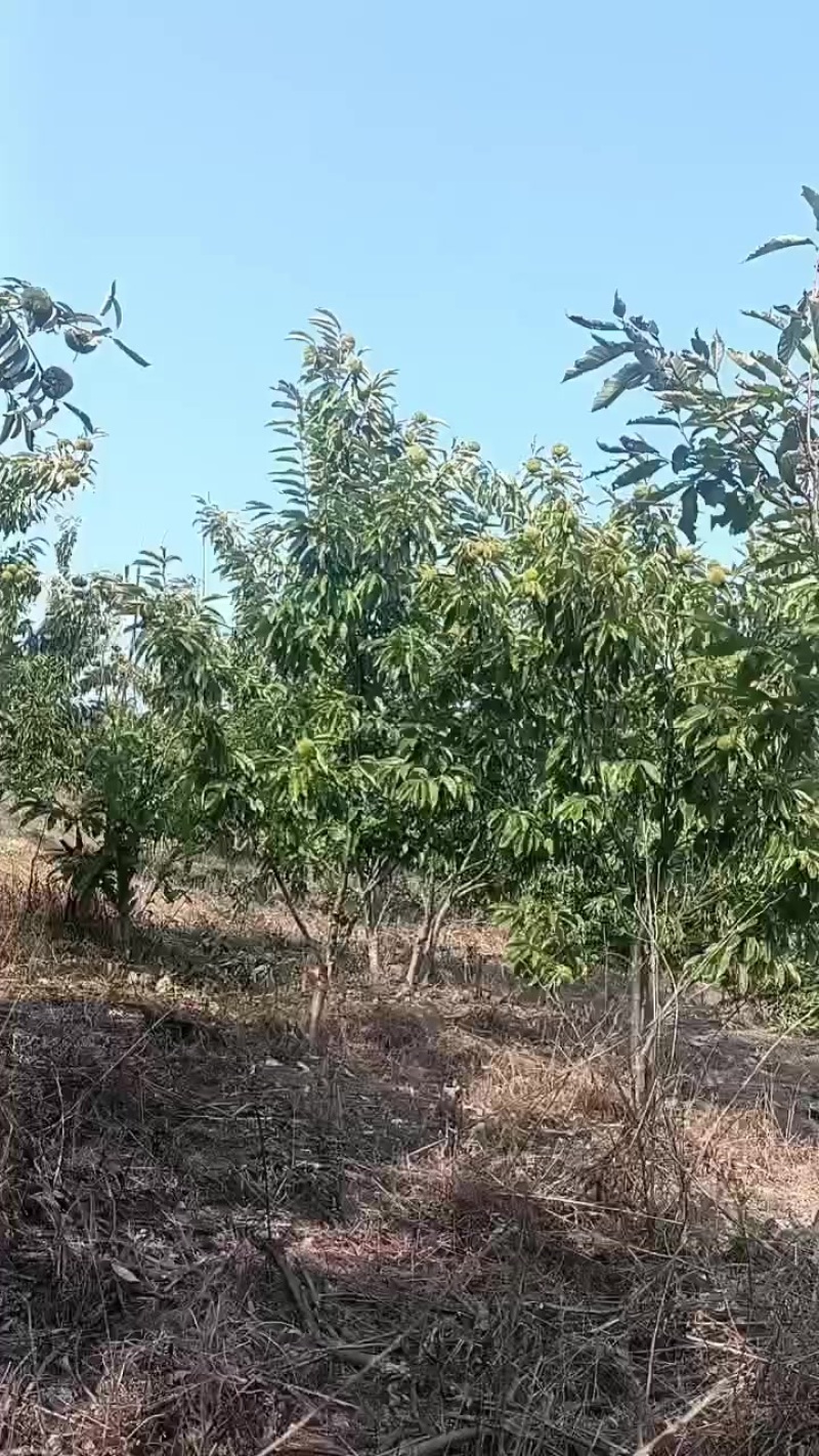 信阳板栗