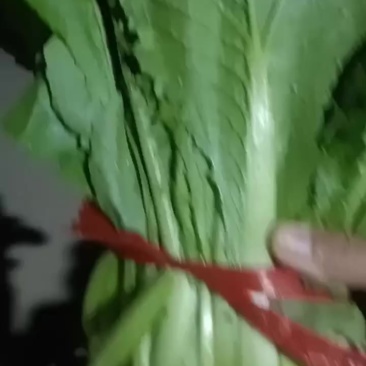 新品小白菜，产地供应，