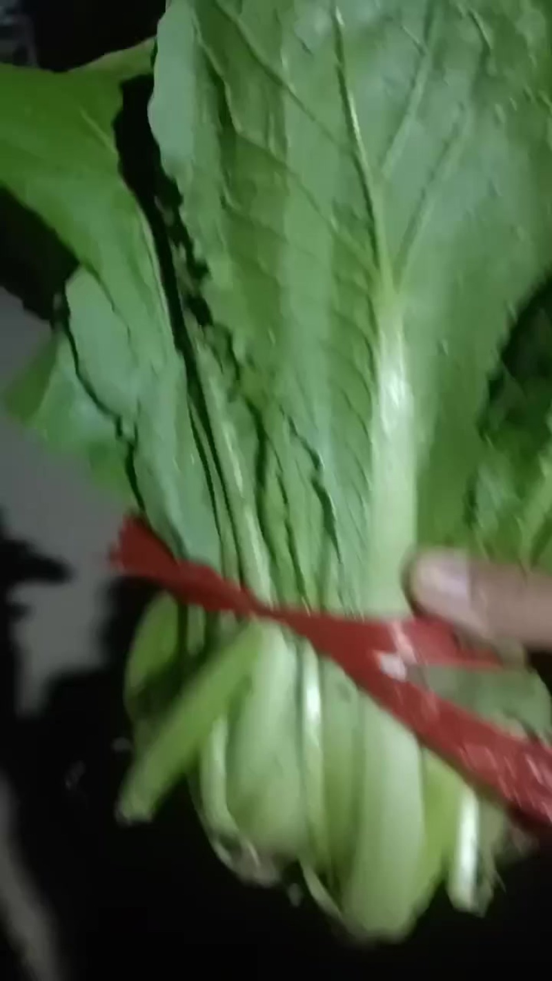 新品小白菜，产地供应，