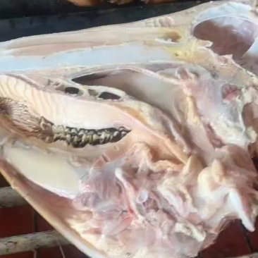 火燎牛头规格齐全牛头宴的首选食材
