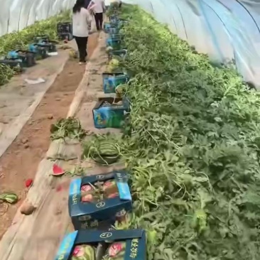 无籽西瓜