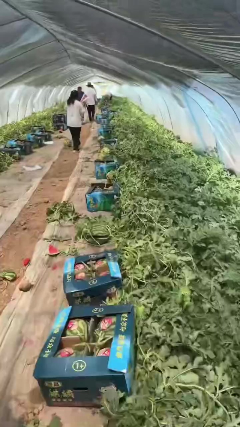 无籽西瓜