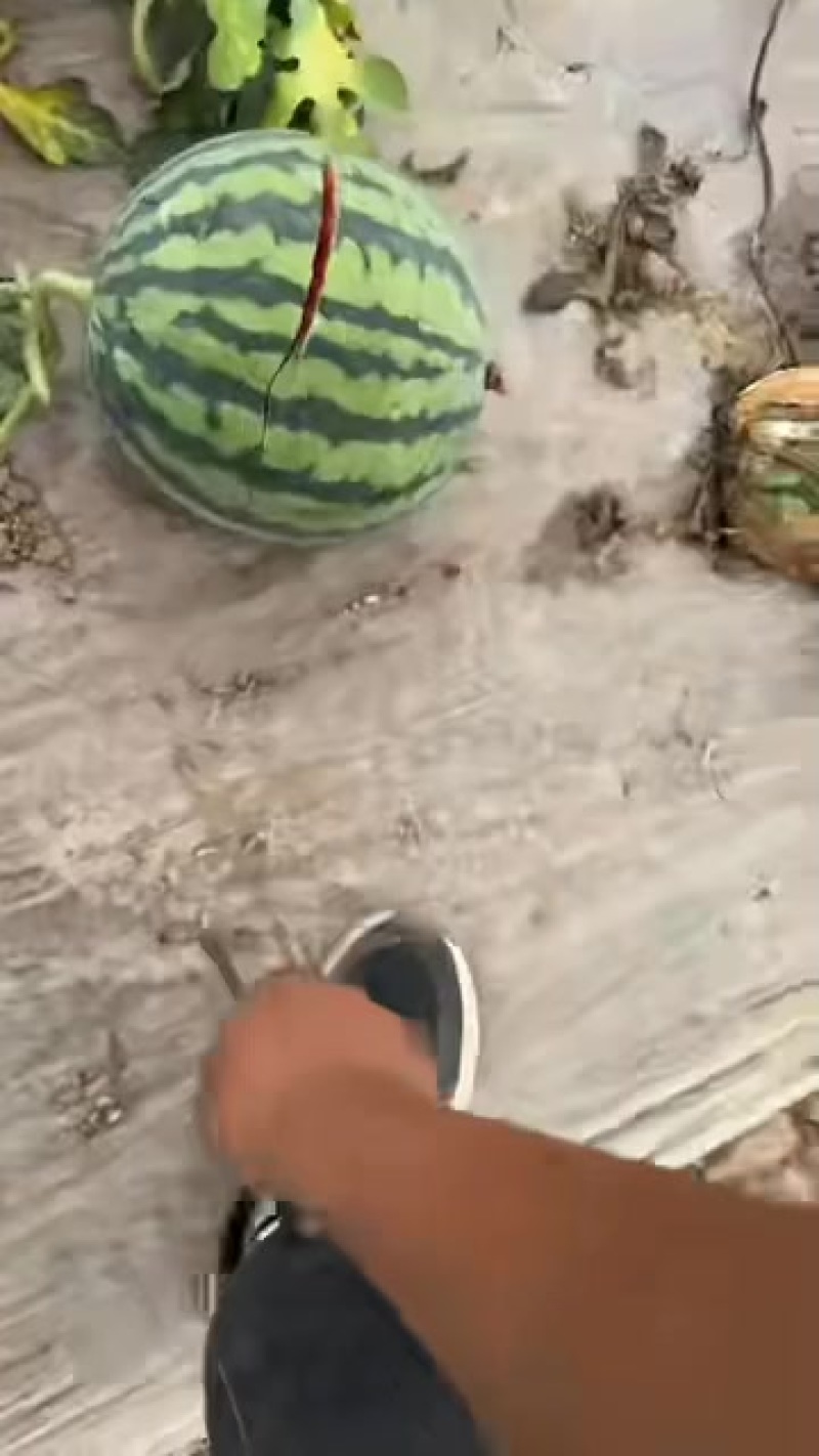 无籽西瓜