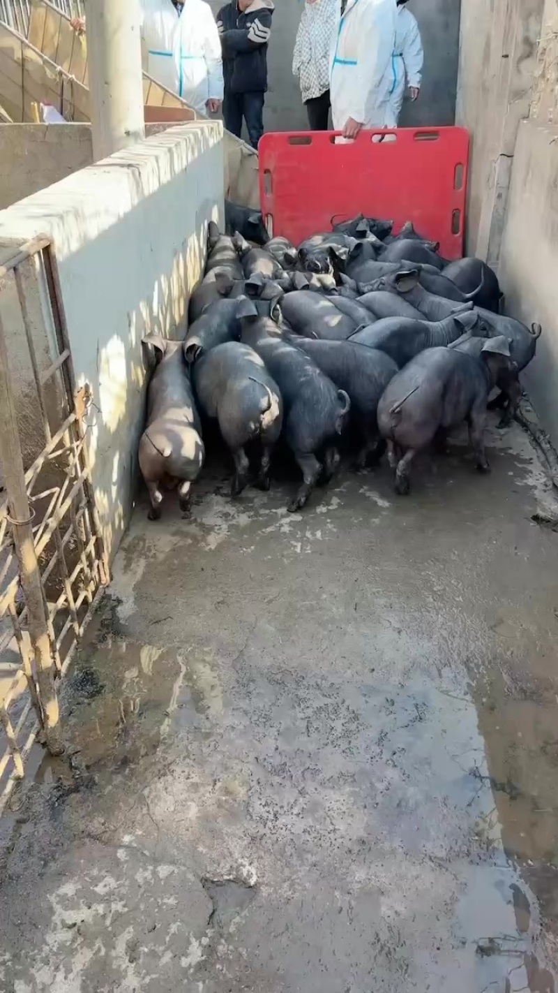 50斤国寿黑黑金刚仔猪苗